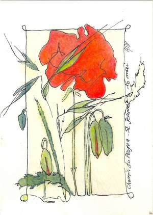 Avoine et coquelicot